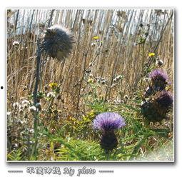 美国荒野的季节,探寻自然之美与生命律动